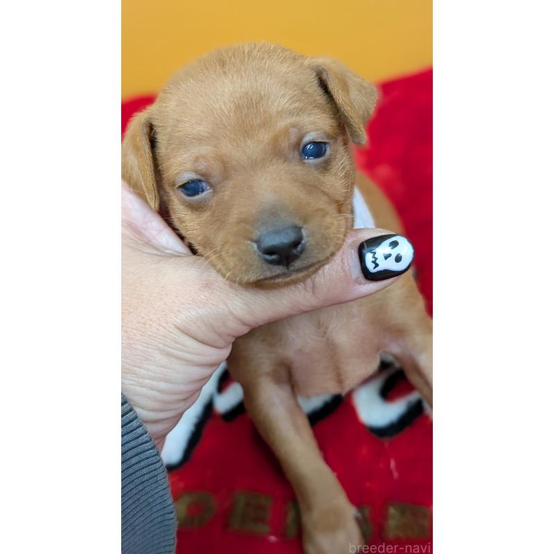 販売中の愛知県のミニチュアピンシャー(ミニピン)-428585の10枚目