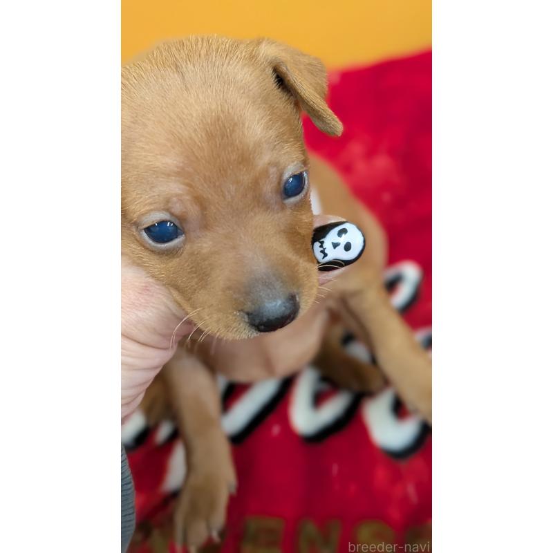 販売中の愛知県のミニチュアピンシャー(ミニピン)-428585の5枚目