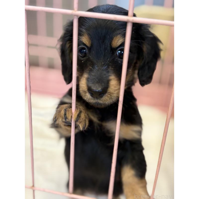 販売中の静岡県のミニチュアダックスフンド(ロングヘアード)-425877