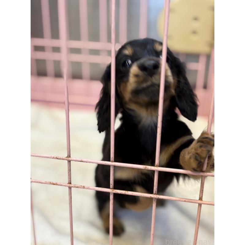 成約済の静岡県のミニチュアダックスフンド(ロングヘアード)-425877の3枚目