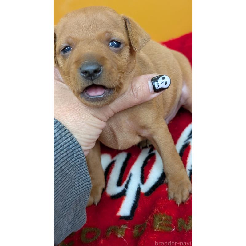 販売中の愛知県のミニチュアピンシャー(ミニピン)-428587の12枚目