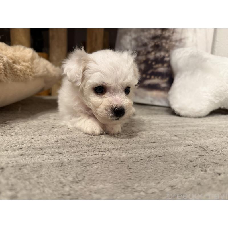 販売中の千葉県のビションフリーゼ-428588の8枚目