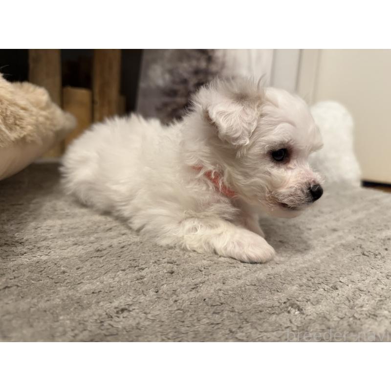 販売中の千葉県のビションフリーゼ-428588の7枚目