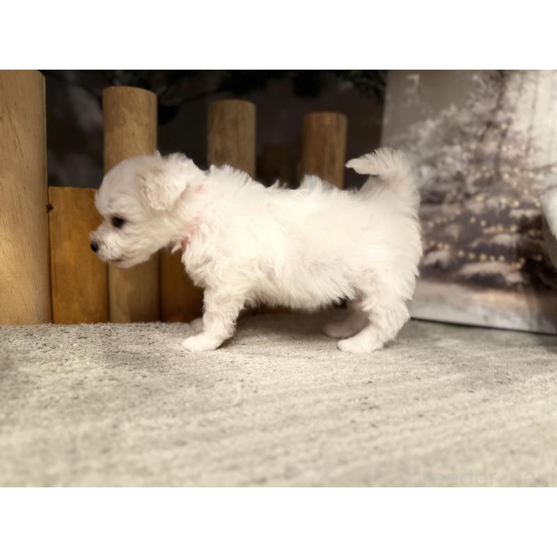 販売中の千葉県のビションフリーゼ-428588の6枚目