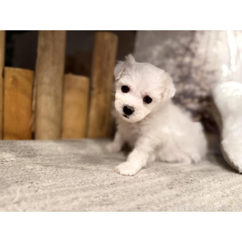 販売中の千葉県のビションフリーゼ-428588の5枚目