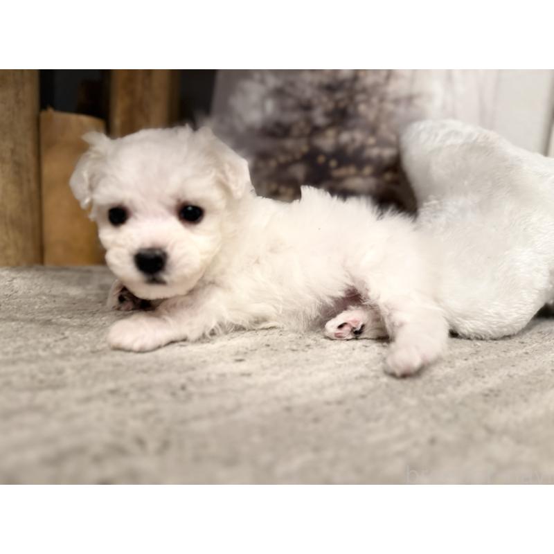 販売中の千葉県のビションフリーゼ-428588の4枚目