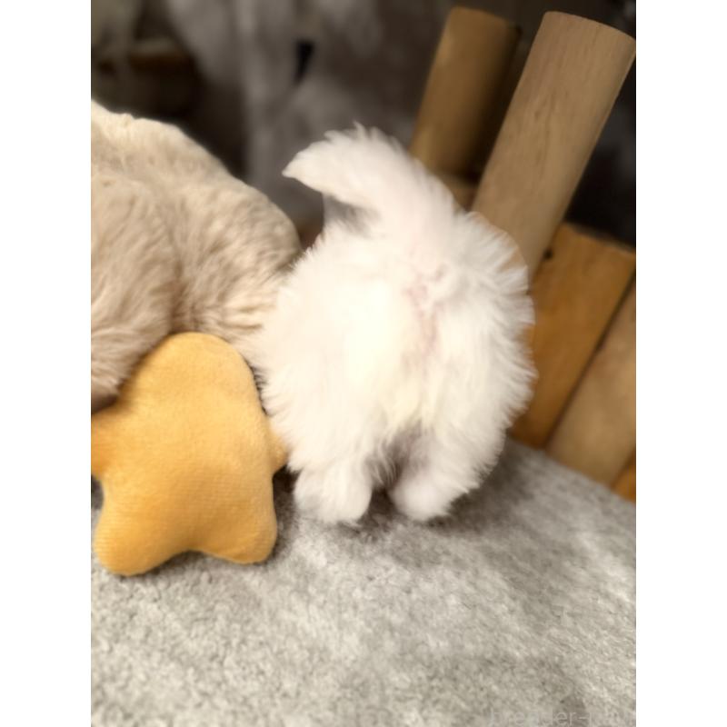 販売中の千葉県のビションフリーゼ-428588の3枚目