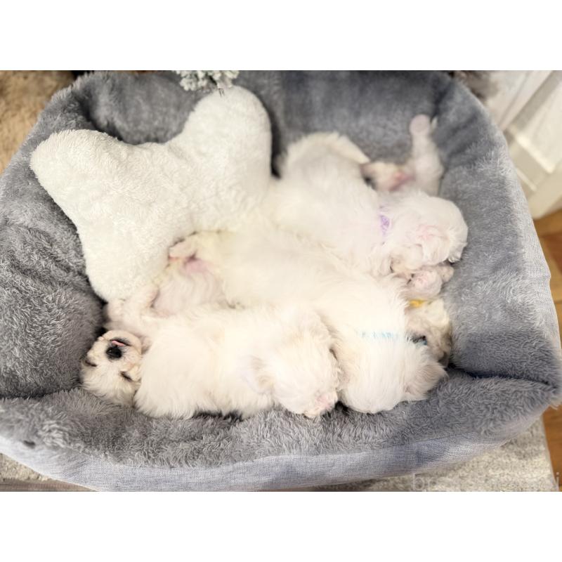 販売中の千葉県のビションフリーゼ-428588の2枚目