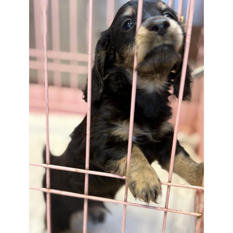 成約済の静岡県のミニチュアダックスフンド(ロングヘアード)-425874の4枚目