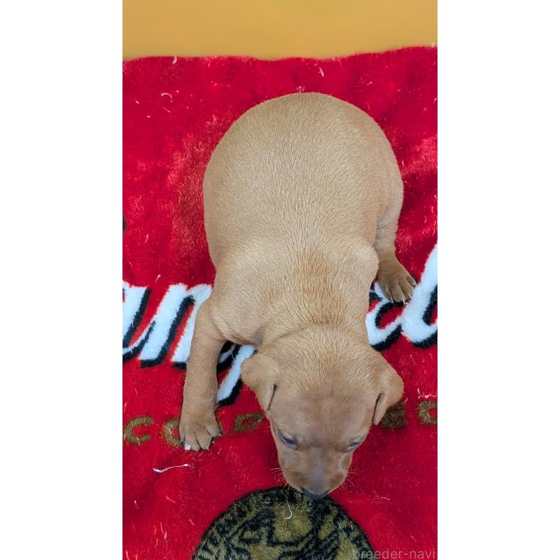 販売中の愛知県のミニチュアピンシャー(ミニピン)-428587の11枚目