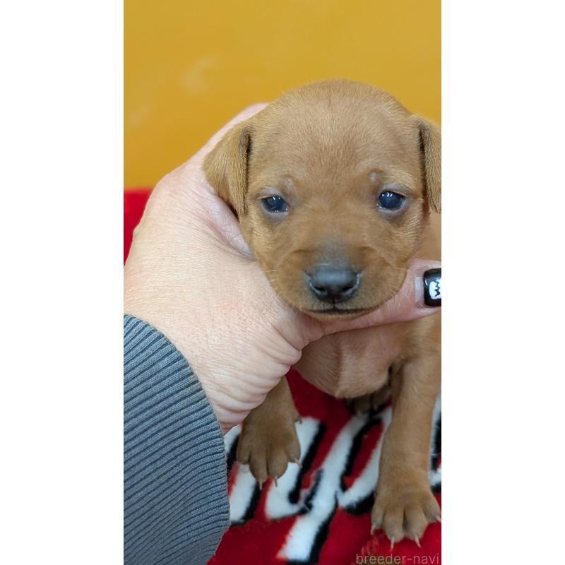 販売中の愛知県のミニチュアピンシャー(ミニピン)-428587の10枚目