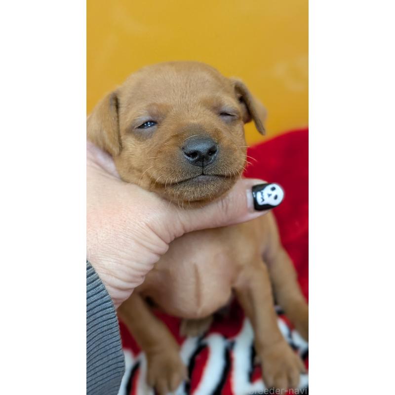 販売中の愛知県のミニチュアピンシャー(ミニピン)-428587の6枚目