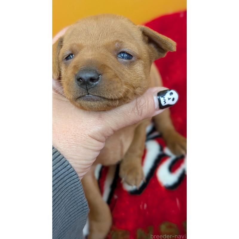 販売中の愛知県のミニチュアピンシャー(ミニピン)-428587の5枚目