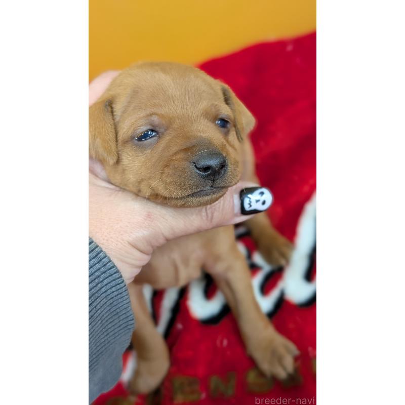 販売中の愛知県のミニチュアピンシャー(ミニピン)-428587の3枚目