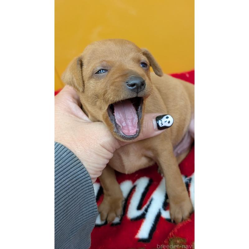 販売中の愛知県のミニチュアピンシャー(ミニピン)-428587の2枚目