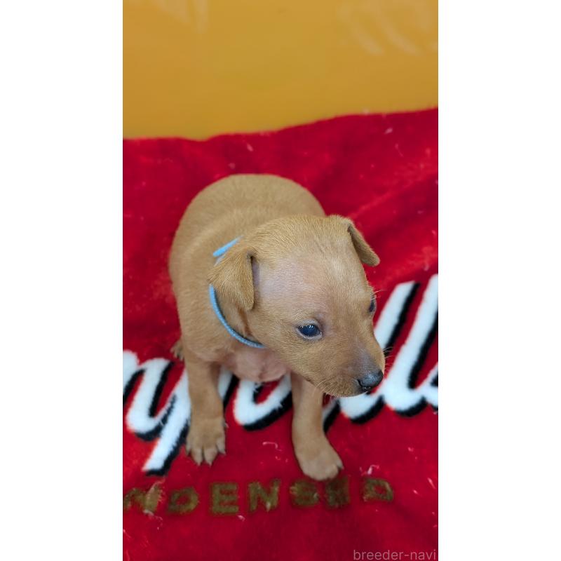 販売中の愛知県のミニチュアピンシャー(ミニピン)-428586の14枚目