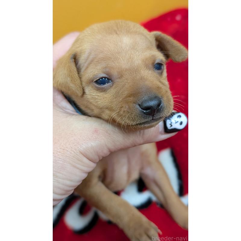 販売中の愛知県のミニチュアピンシャー(ミニピン)-428586の10枚目