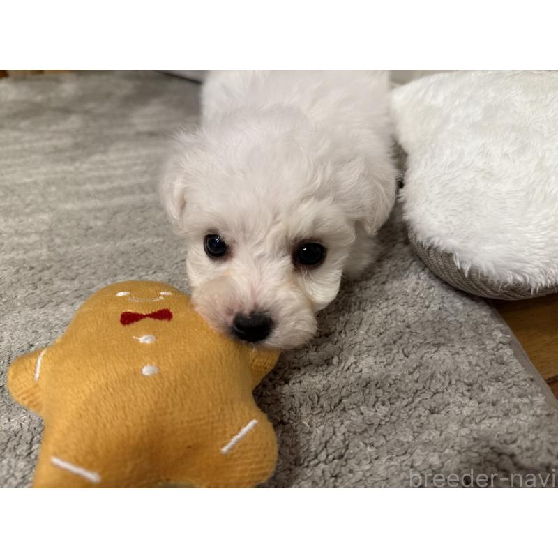 販売中の千葉県のビションフリーゼ-428589の8枚目