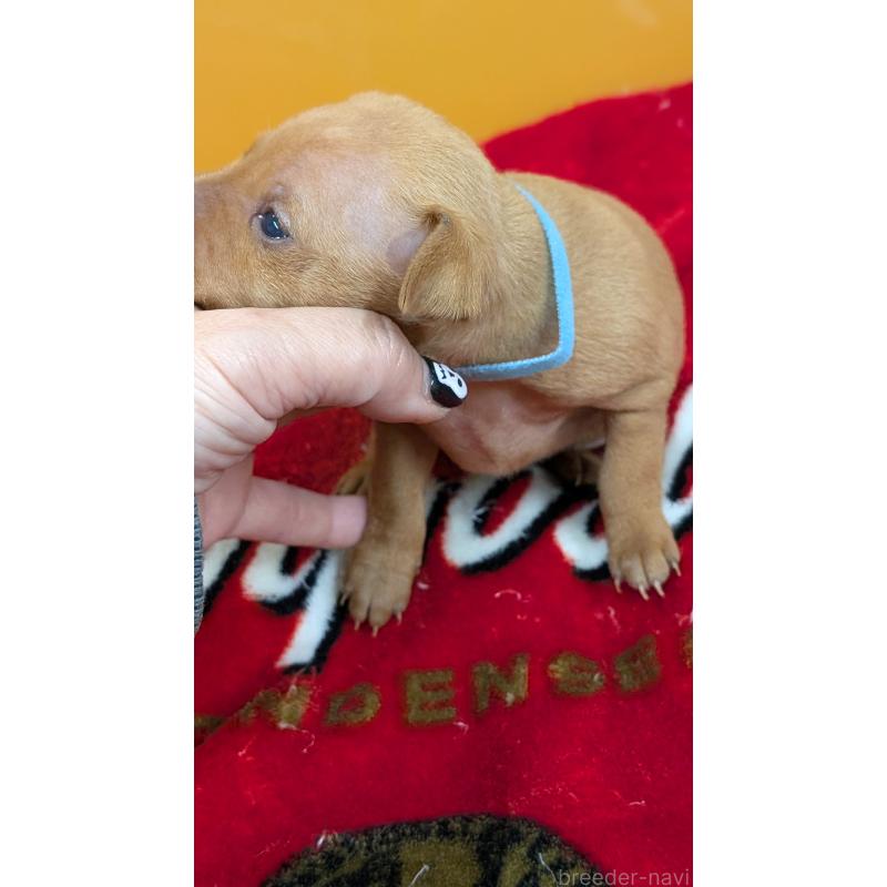 販売中の愛知県のミニチュアピンシャー(ミニピン)-428586の9枚目