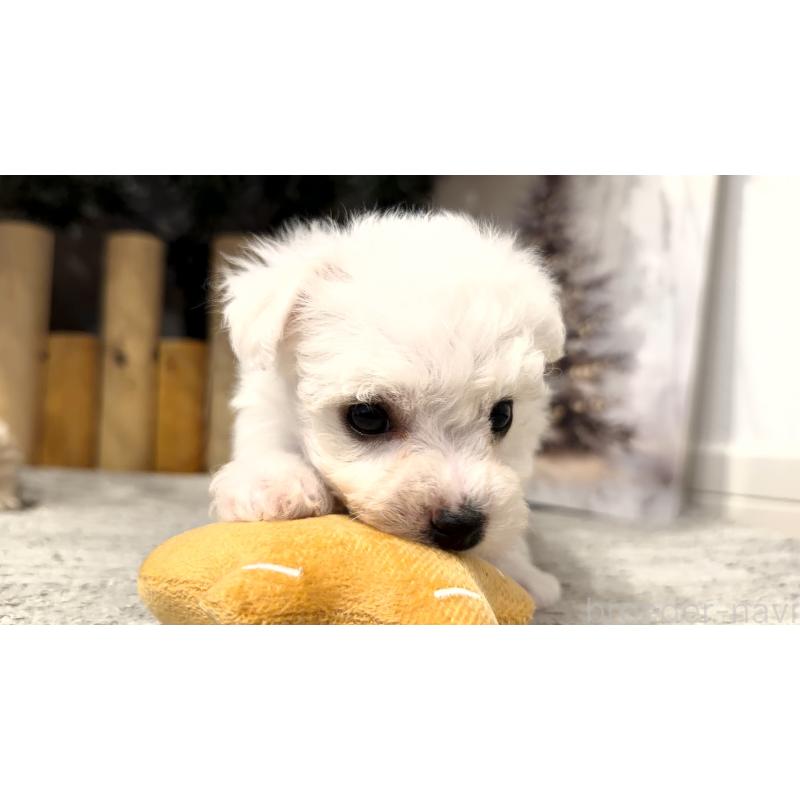 販売中の千葉県のビションフリーゼ-428589の7枚目