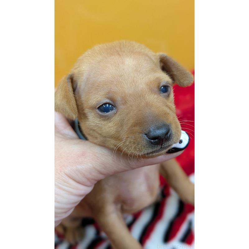 販売中の愛知県のミニチュアピンシャー(ミニピン)-428586の8枚目