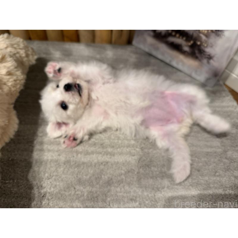 販売中の千葉県のビションフリーゼ-428589の6枚目