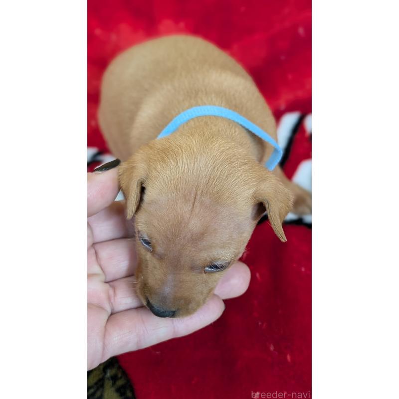 販売中の愛知県のミニチュアピンシャー(ミニピン)-428586の7枚目