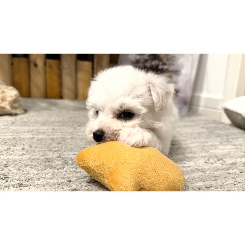 販売中の千葉県のビションフリーゼ-428589の5枚目