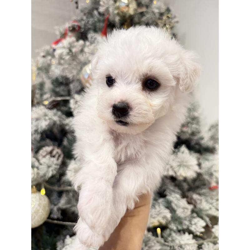 販売中の千葉県のビションフリーゼ-428589の4枚目