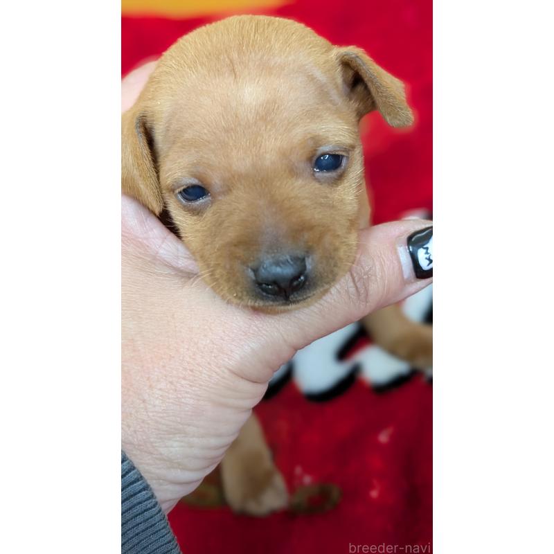 販売中の愛知県のミニチュアピンシャー(ミニピン)-428586の6枚目