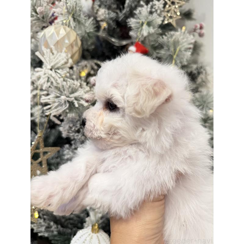 販売中の千葉県のビションフリーゼ-428589の3枚目