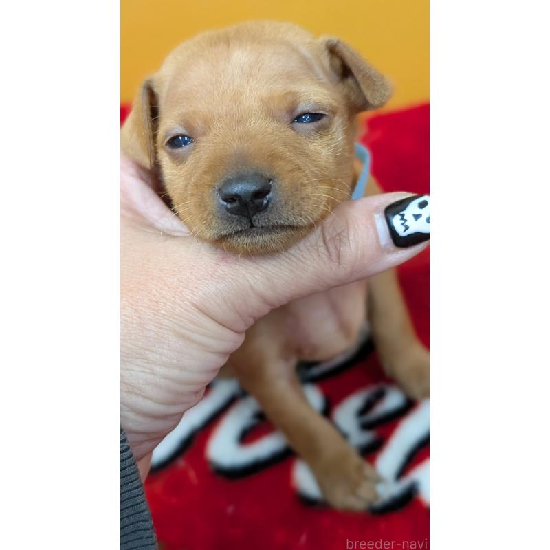 販売中の愛知県のミニチュアピンシャー(ミニピン)-428586の5枚目