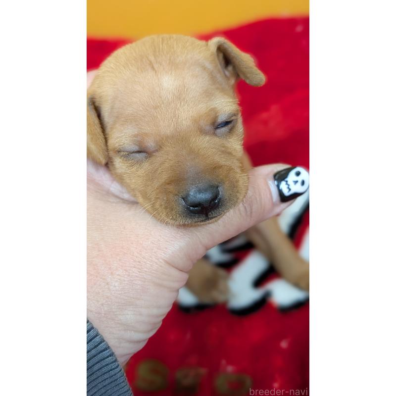 販売中の愛知県のミニチュアピンシャー(ミニピン)-428586の4枚目