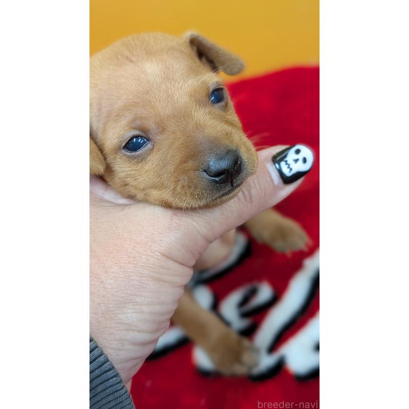 販売中の愛知県のミニチュアピンシャー(ミニピン)-428586の3枚目