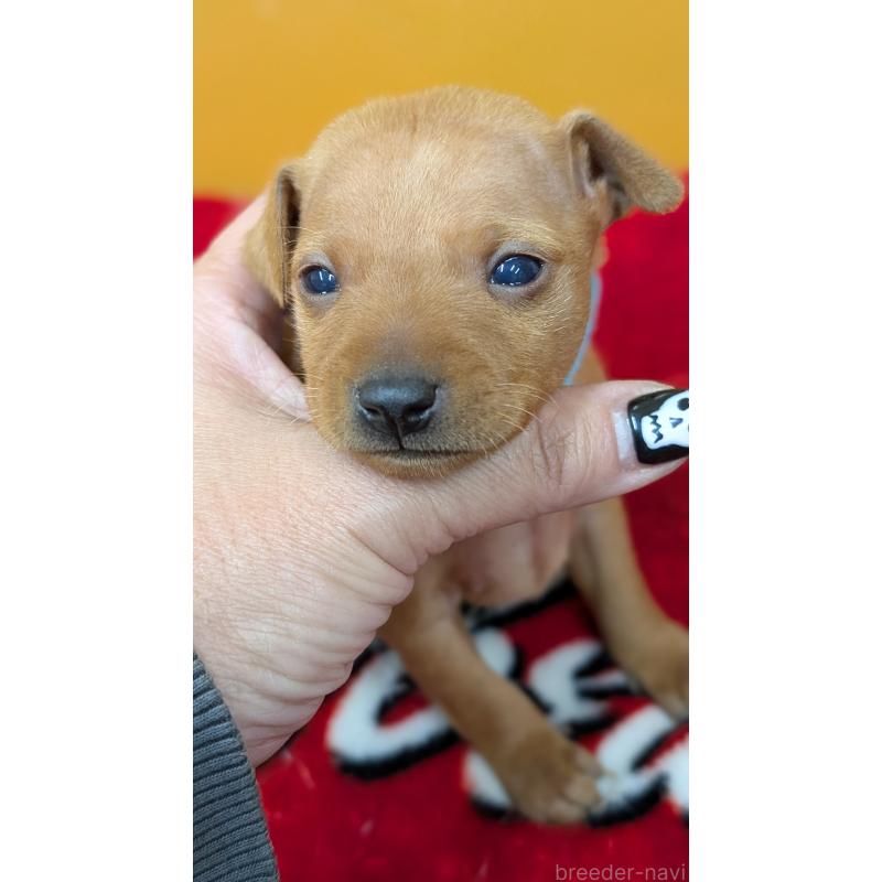 販売中の愛知県のミニチュアピンシャー(ミニピン)-428586の2枚目