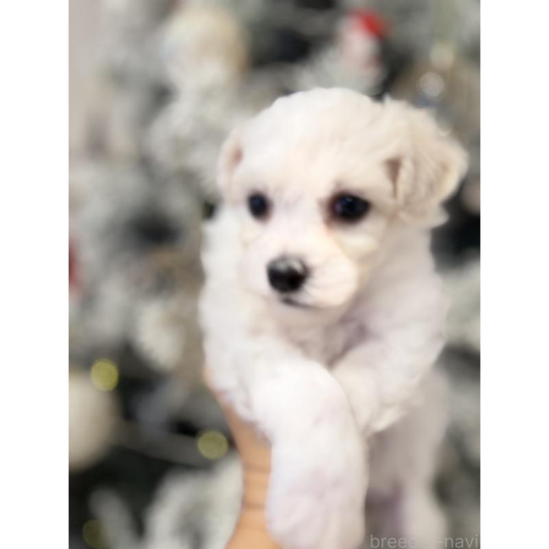 販売中の千葉県のビションフリーゼ-428591の9枚目