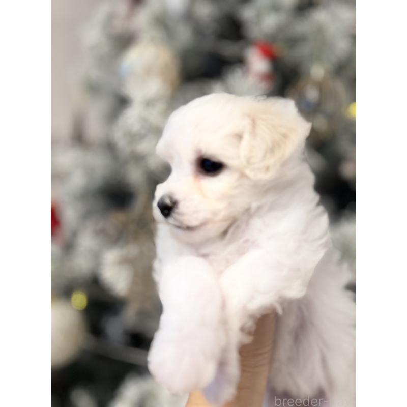 販売中の千葉県のビションフリーゼ-428591の8枚目