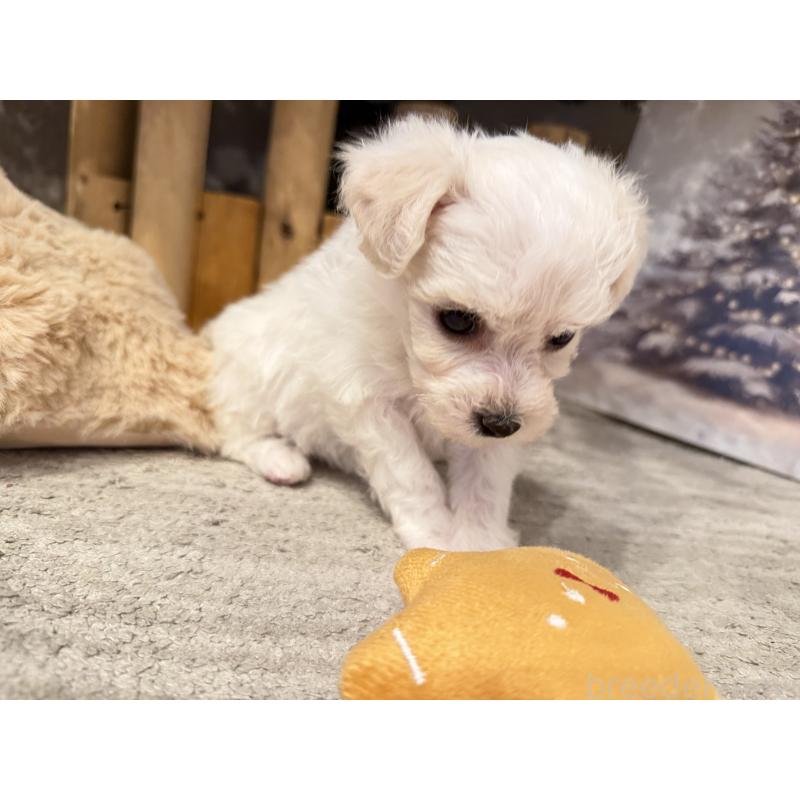 販売中の千葉県のビションフリーゼ-428591の7枚目