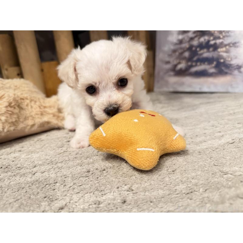 販売中の千葉県のビションフリーゼ-428591の6枚目