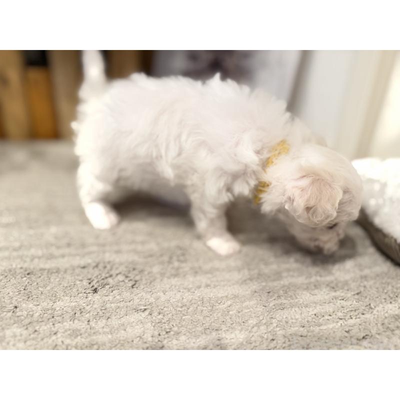 販売中の千葉県のビションフリーゼ-428591の5枚目