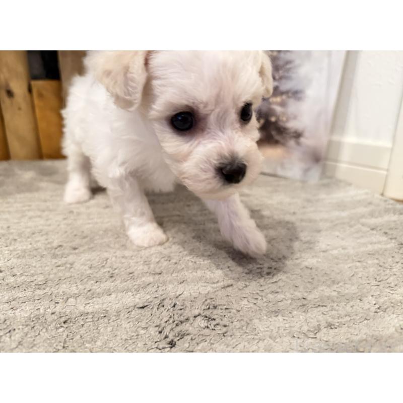 販売中の千葉県のビションフリーゼ-428591の4枚目