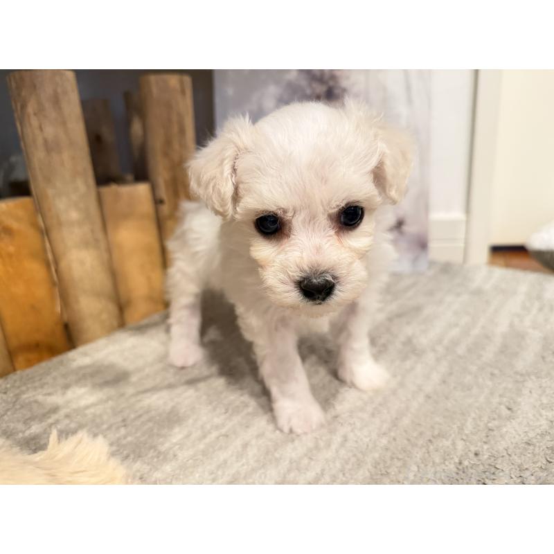 販売中の千葉県のビションフリーゼ-428591の3枚目