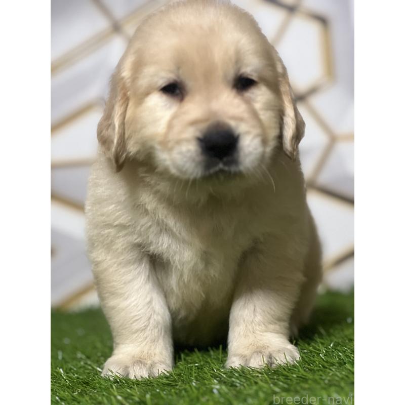 販売中の静岡県のゴールデンレトリーバー-428592の6枚目