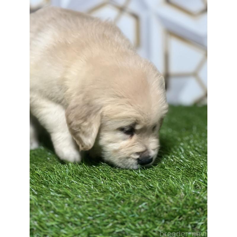 販売中の静岡県のゴールデンレトリーバー-428592の5枚目