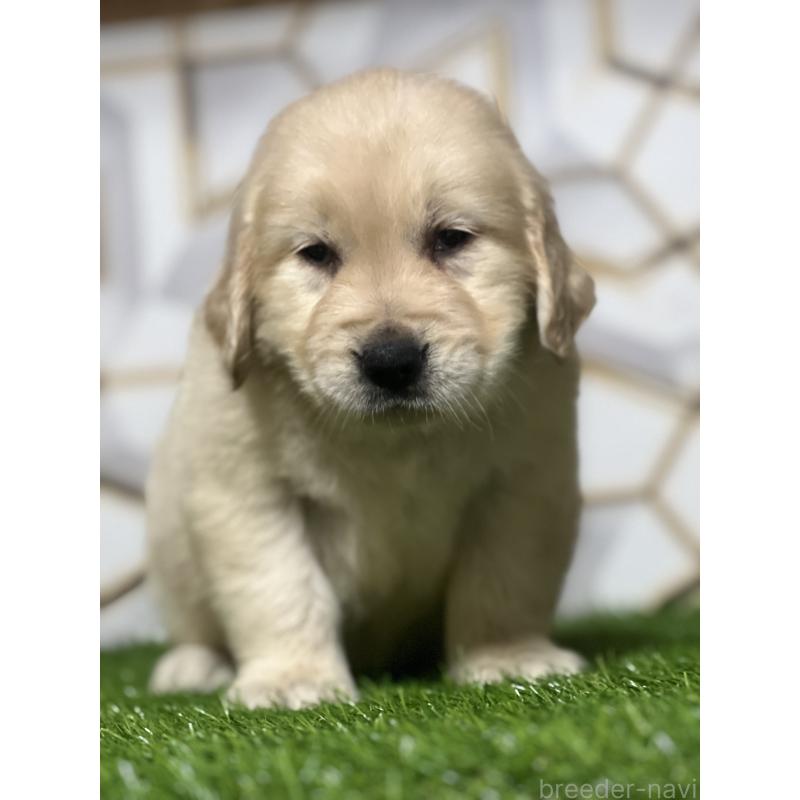 販売中の静岡県のゴールデンレトリーバー-428592の4枚目