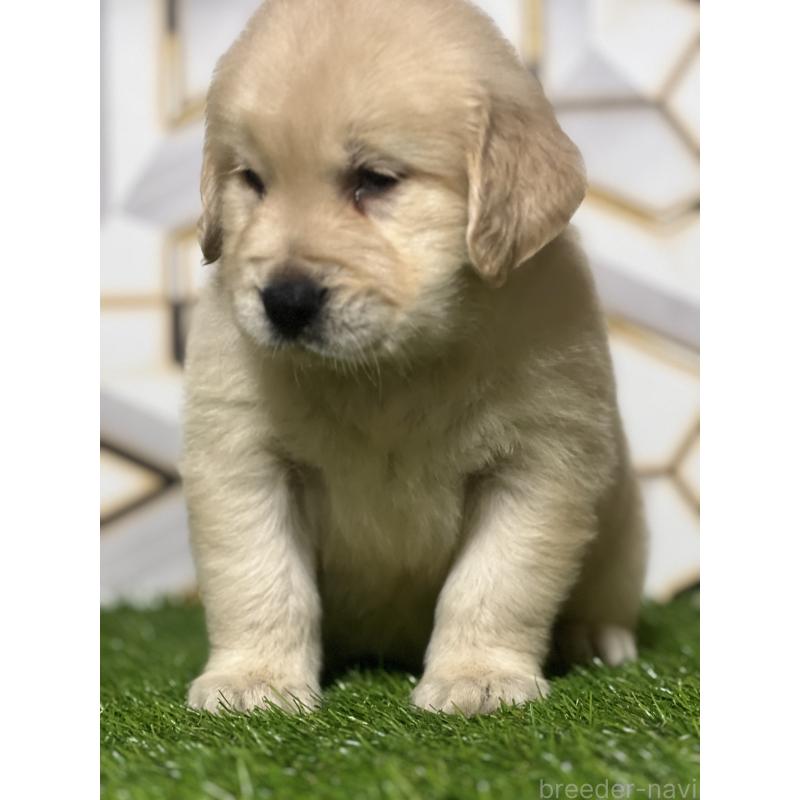 販売中の静岡県のゴールデンレトリーバー-428592の3枚目