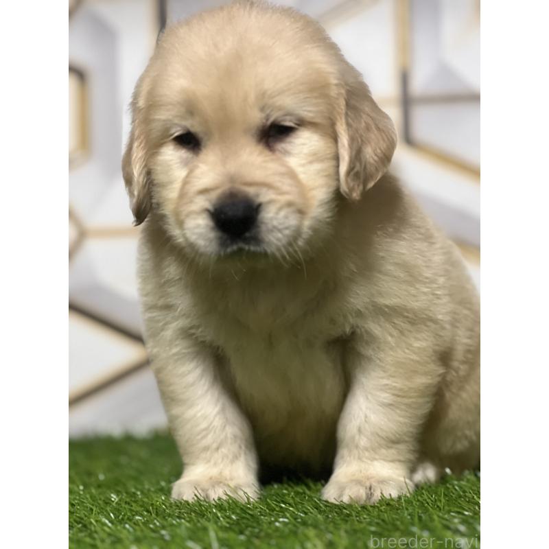 販売中の静岡県のゴールデンレトリーバー-428592の2枚目