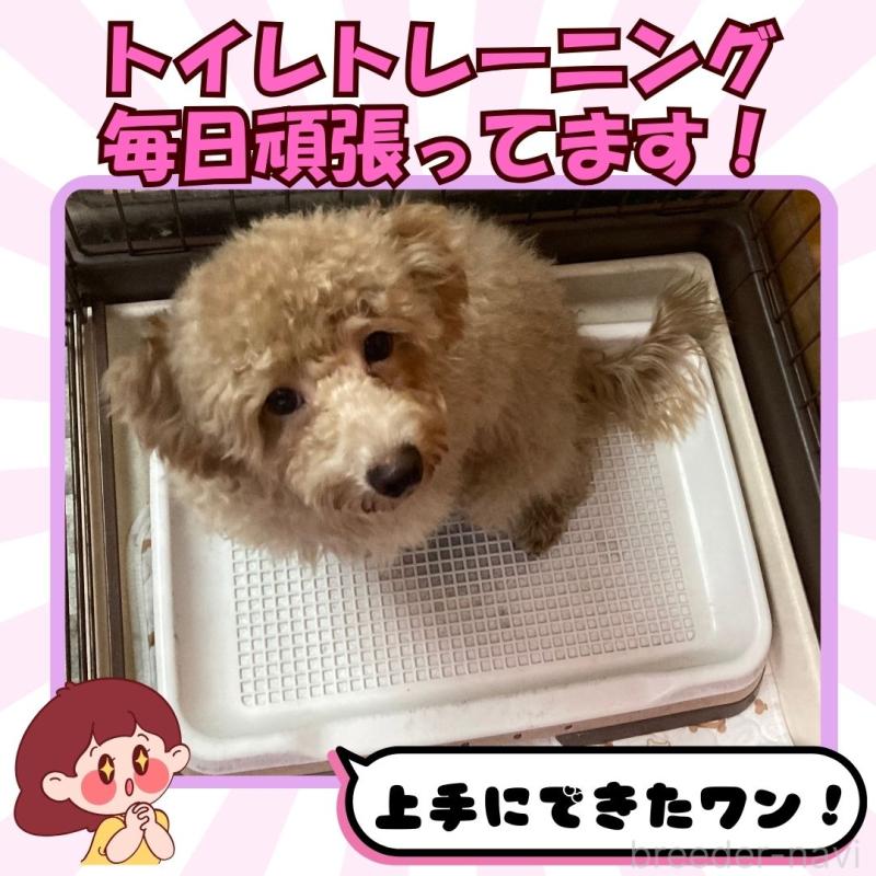 成約済の静岡県のトイプードル-407717の2枚目