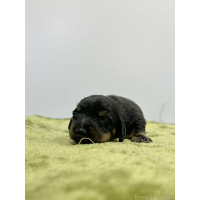 販売中の山梨県のミニチュアダックスフンド(スムースヘアード)-428593の6枚目