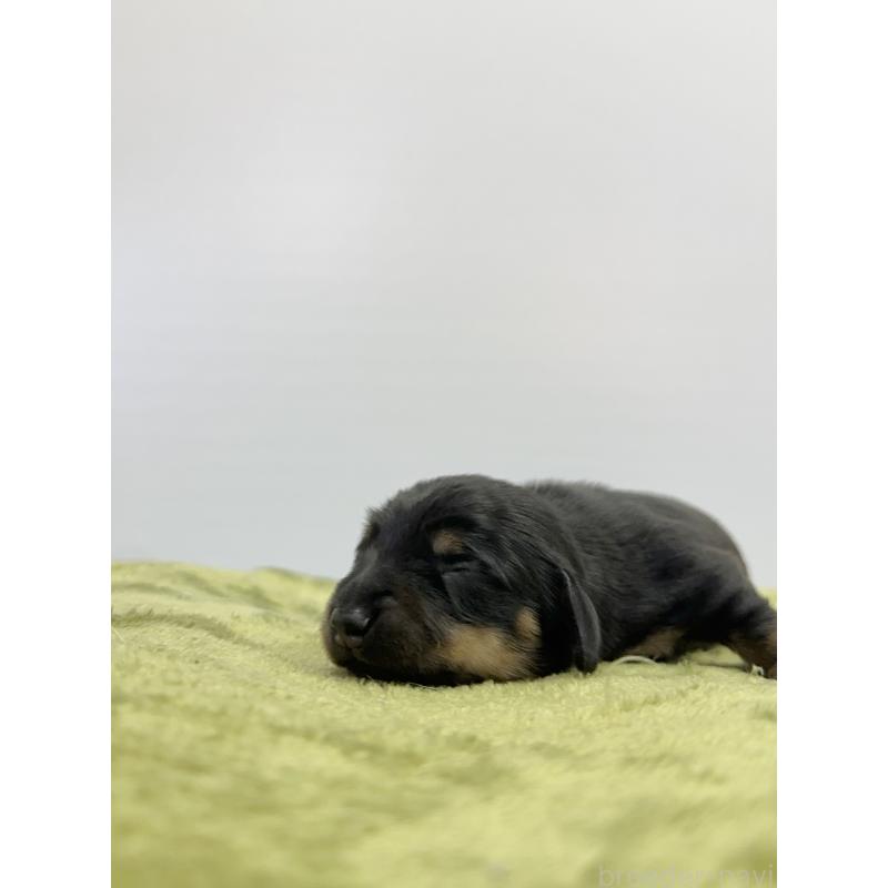 販売中の山梨県のミニチュアダックスフンド(スムースヘアード)-428593の4枚目